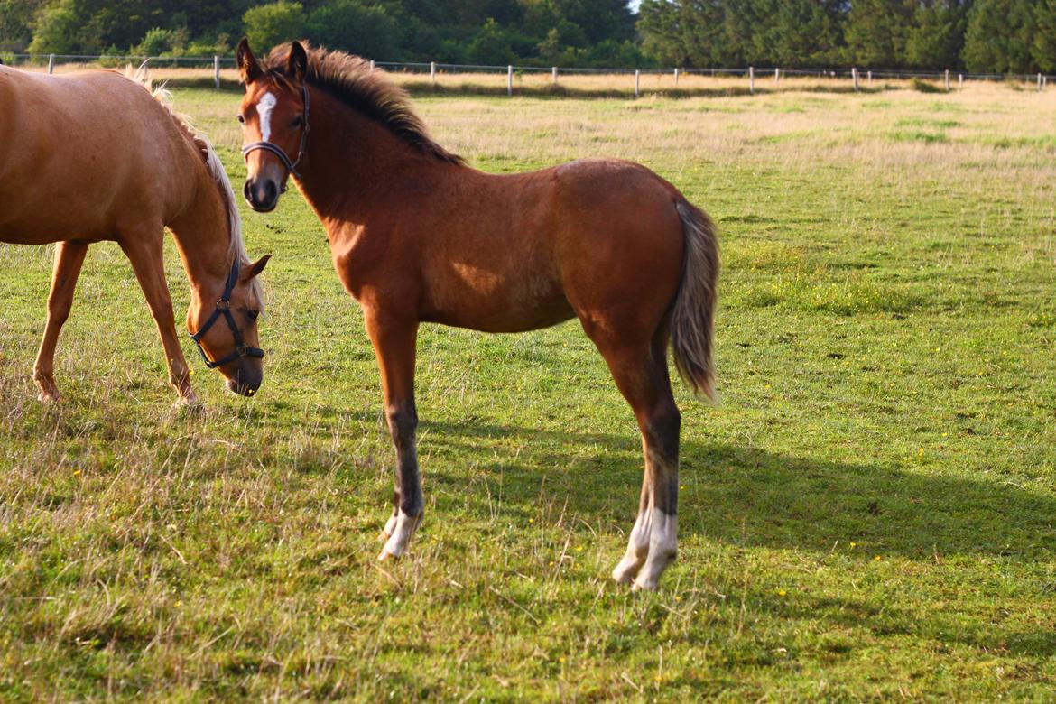 New Forest Calandias velocity billede 35