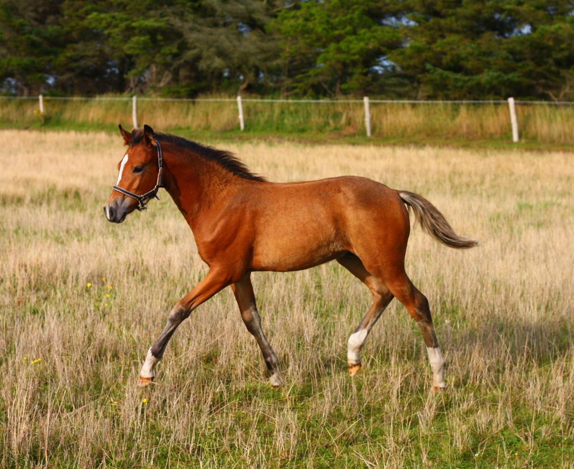 New Forest Calandias velocity billede 2