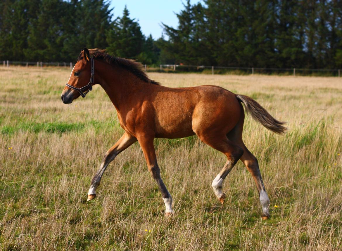 New Forest Calandias velocity billede 28