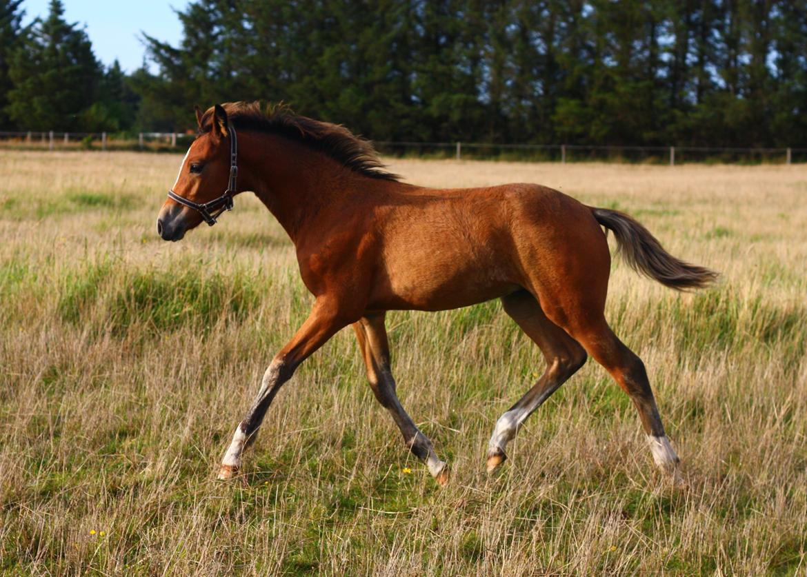 New Forest Calandias velocity billede 37