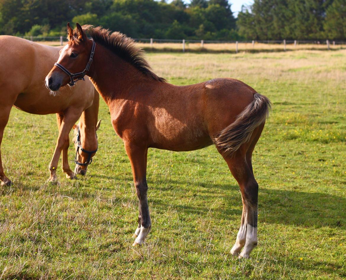 New Forest Calandias velocity billede 38