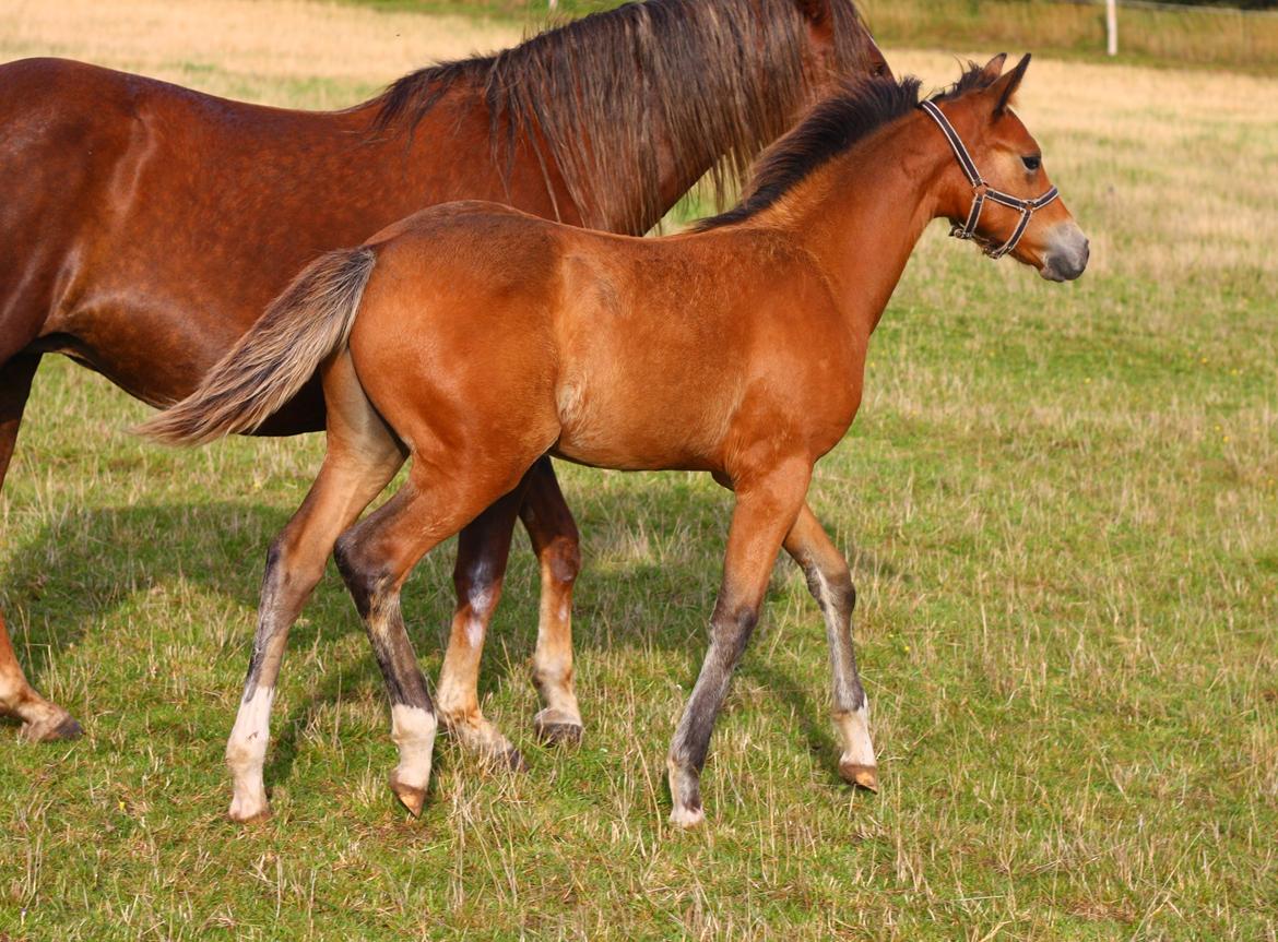 New Forest Calandias velocity billede 40