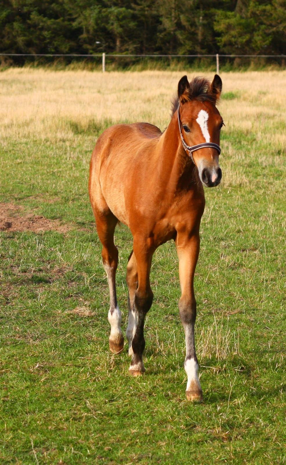 New Forest Calandias velocity billede 41