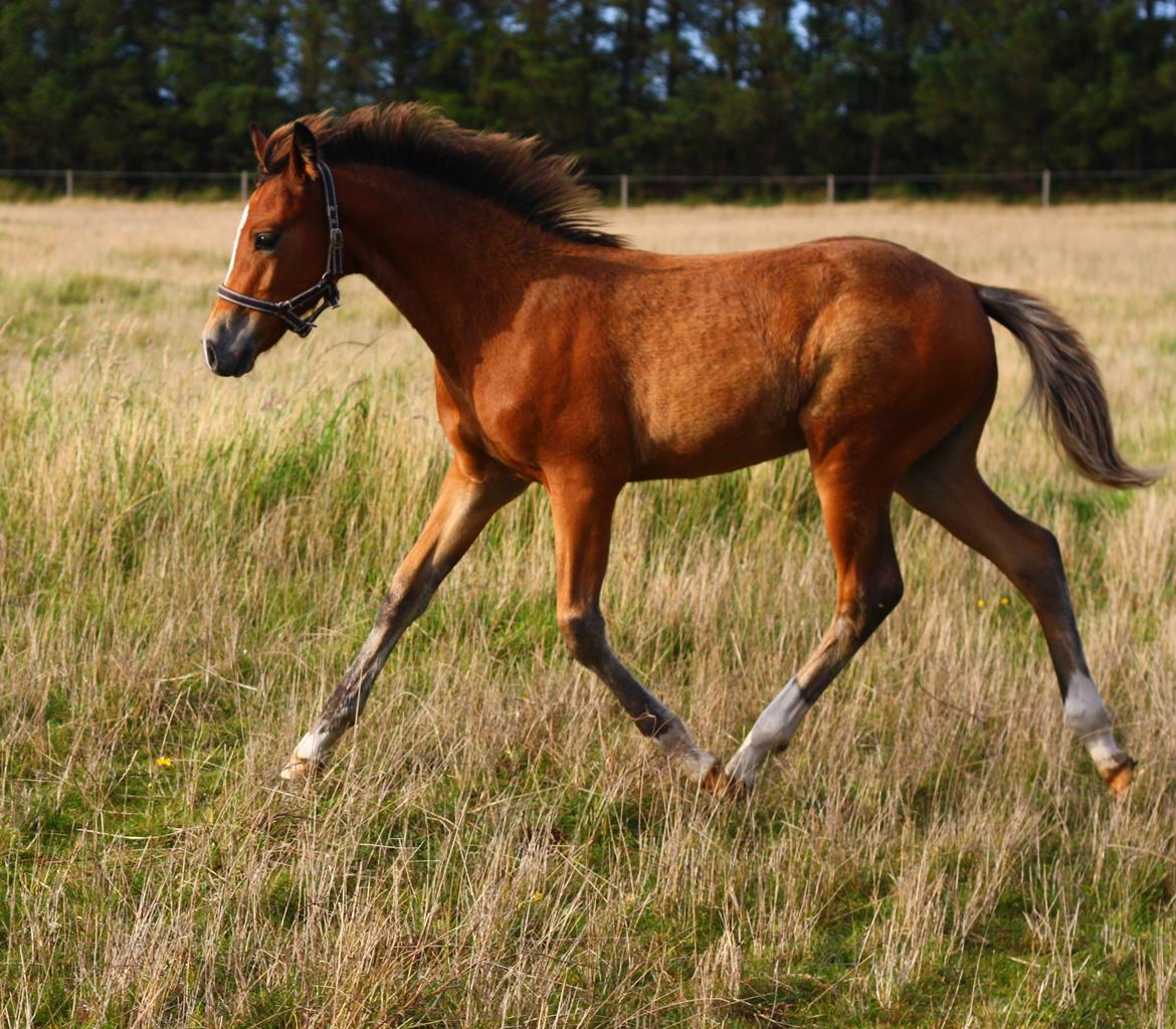 New Forest Calandias velocity billede 42