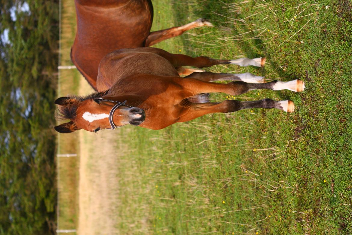 New Forest Calandias velocity billede 43