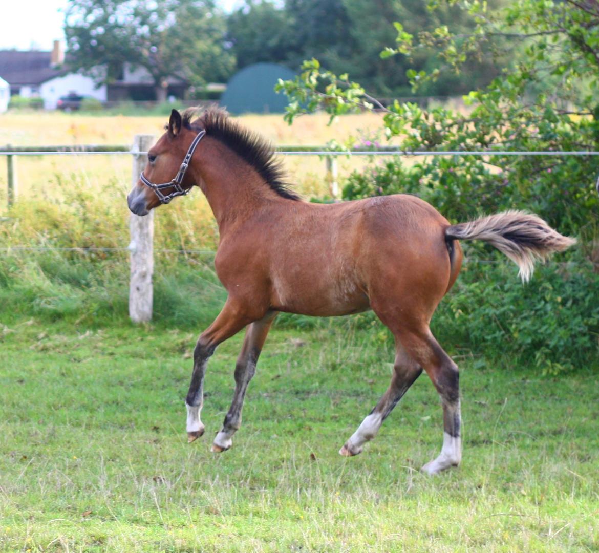 New Forest Calandias velocity billede 44