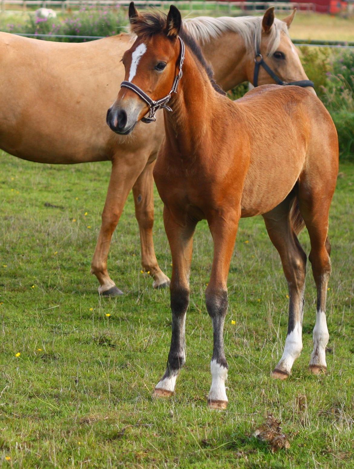 New Forest Calandias velocity billede 45