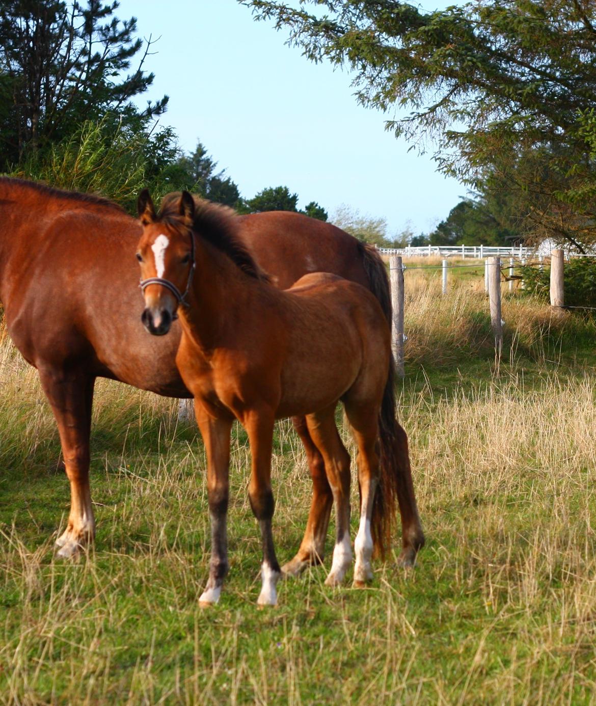 New Forest Calandias velocity billede 4