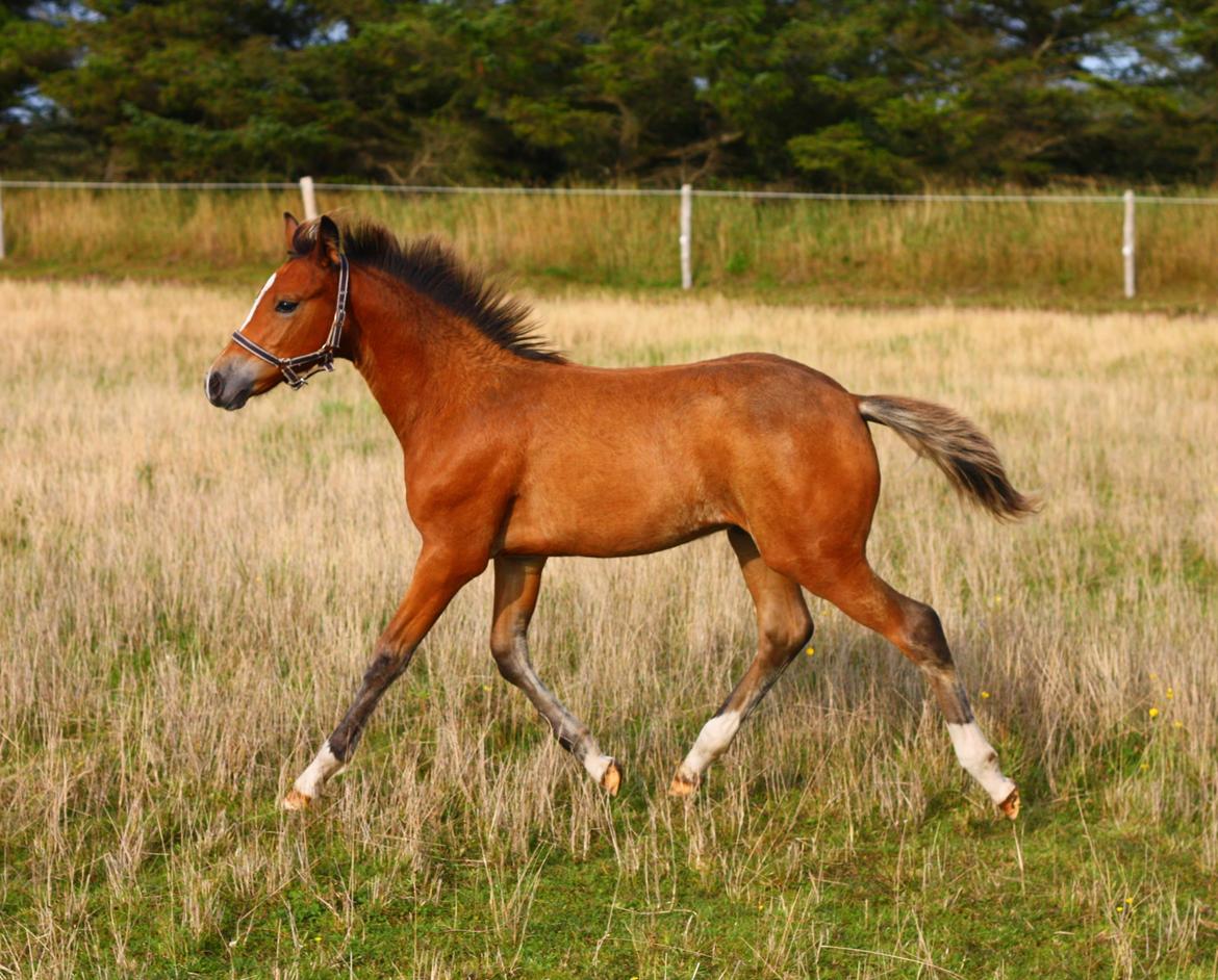 New Forest Calandias velocity billede 10