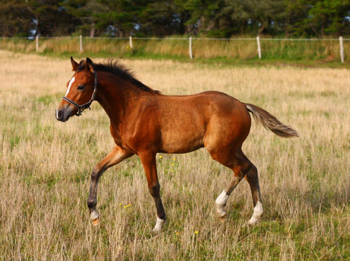 New Forest Calandias velocity billede 39