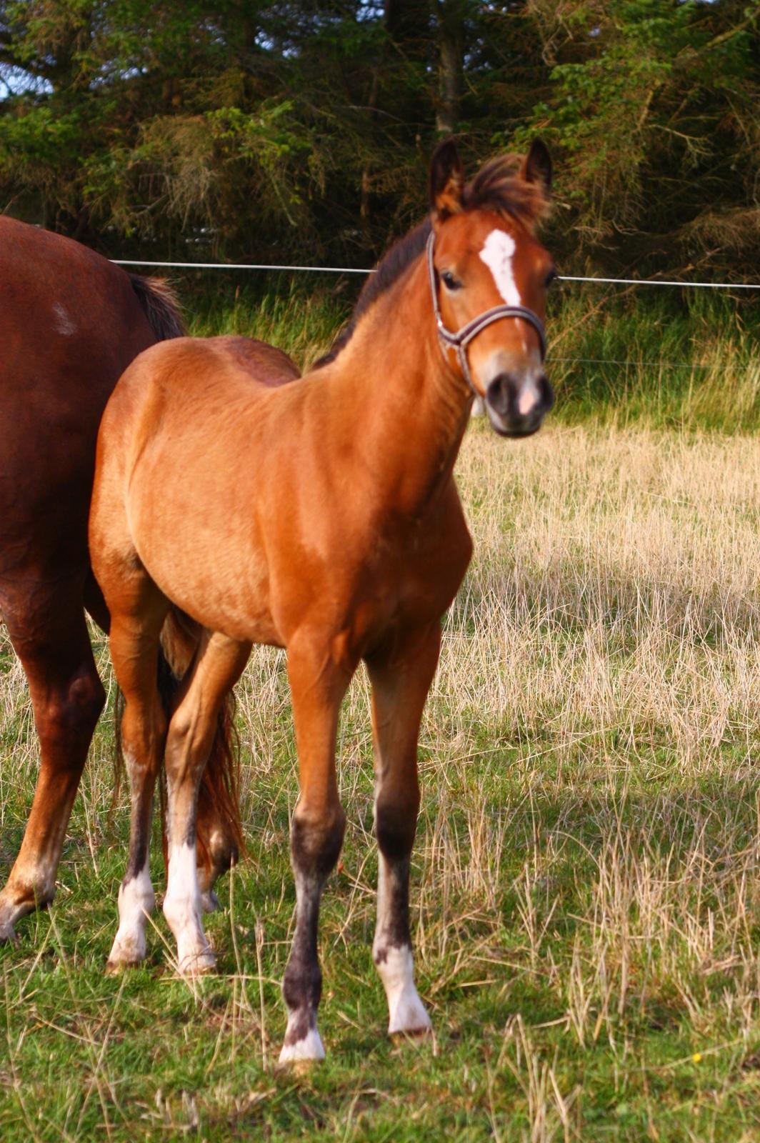 New Forest Calandias velocity billede 46