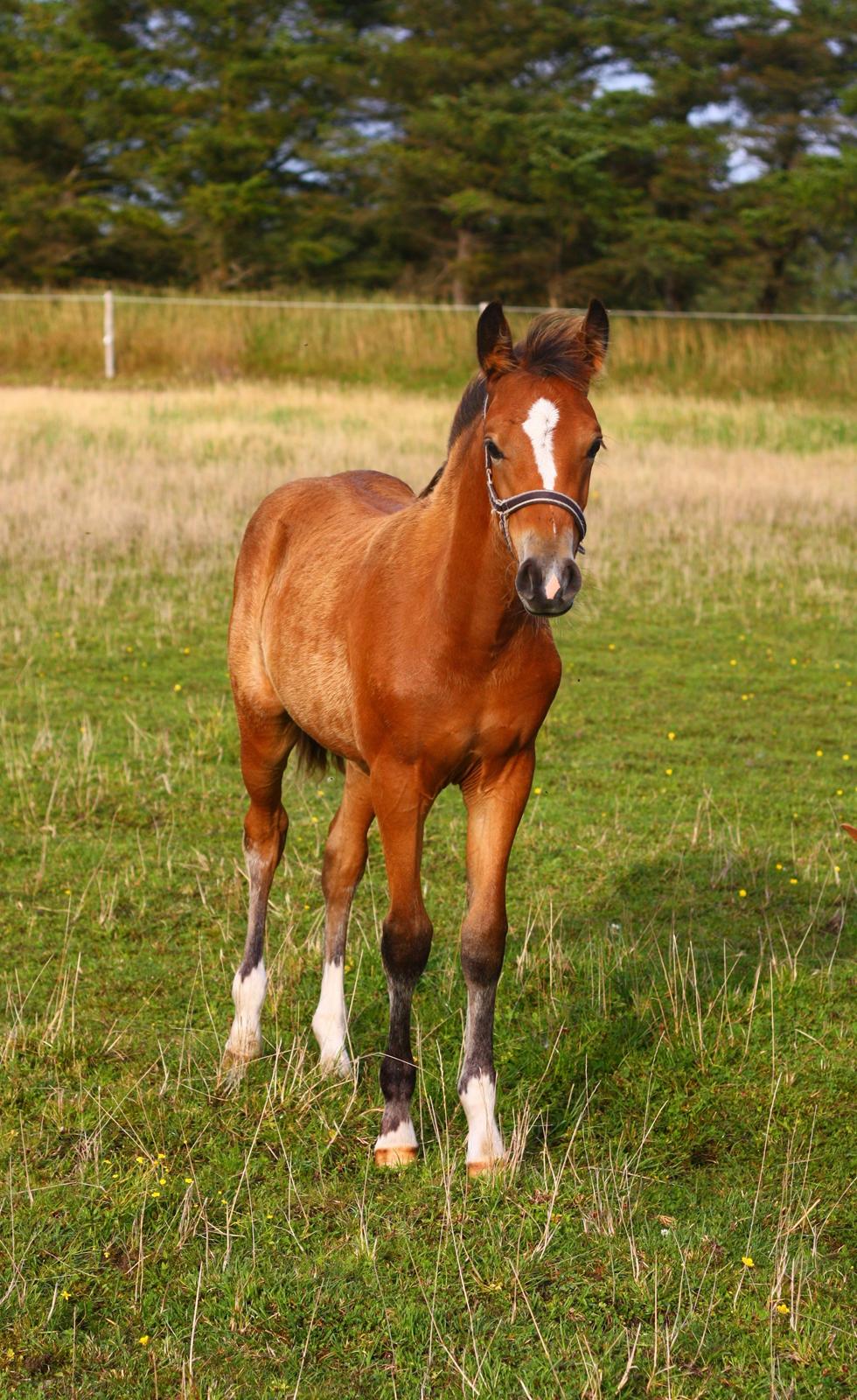 New Forest Calandias velocity billede 36