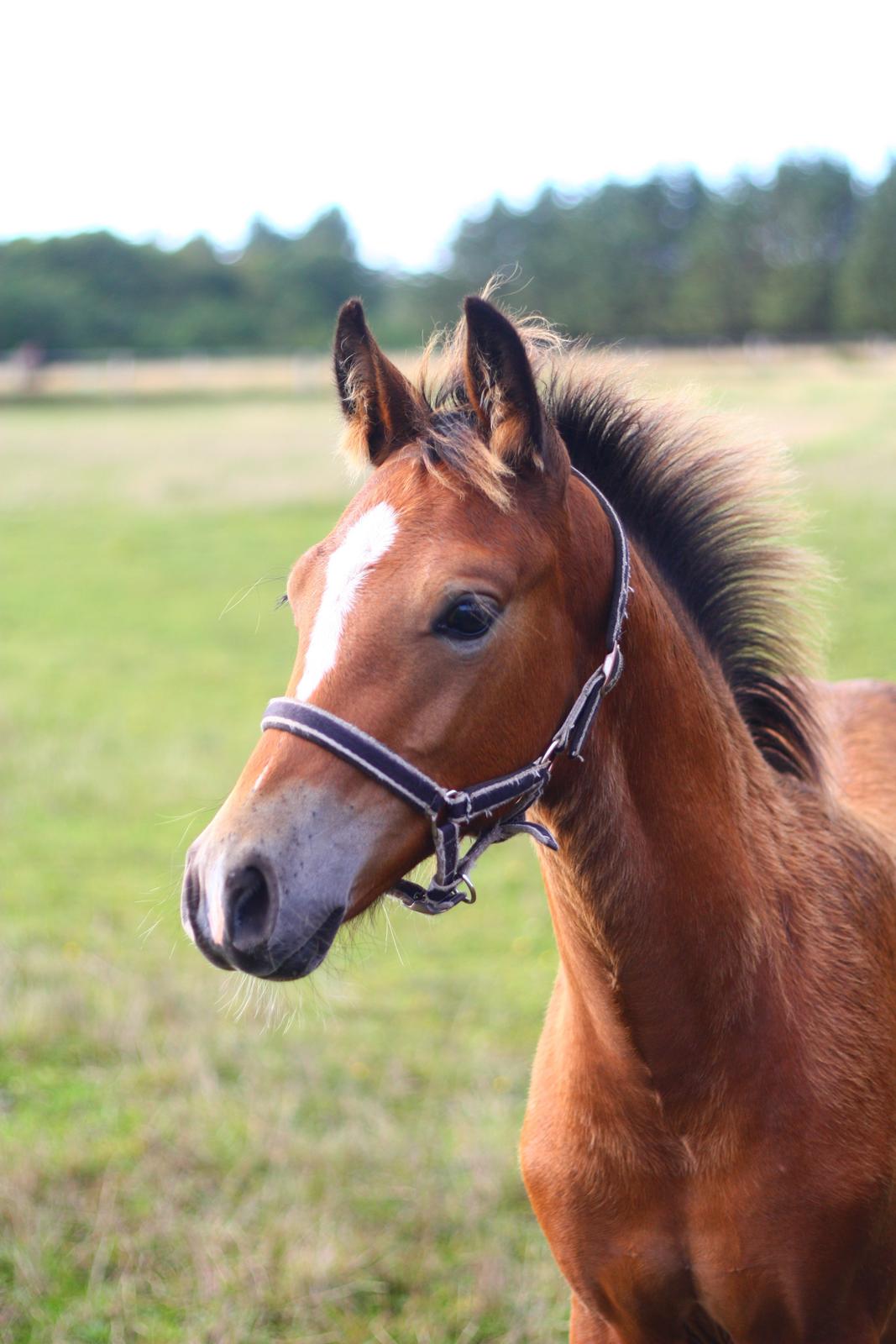 New Forest Calandias velocity billede 32