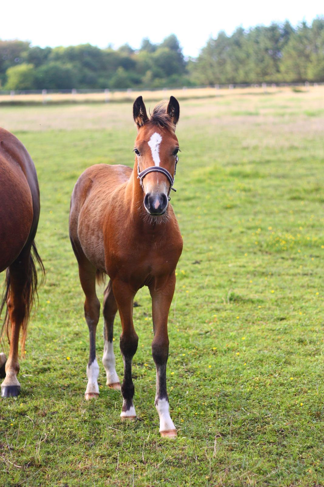 New Forest Calandias velocity billede 33