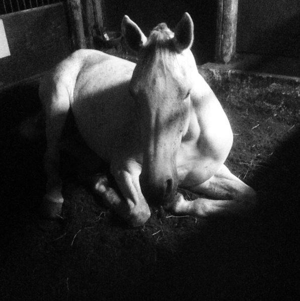 Holstener Animera billede 10