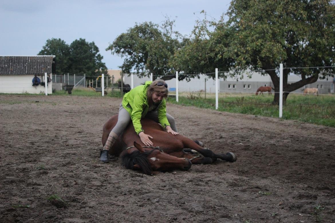 Anden særlig race Kit Kat (Stjerneponyen<3) - Ligge fladt ned trick <3 29.08.2015 billede 6