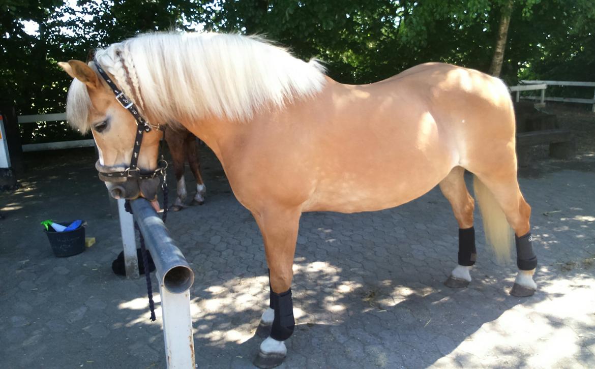 Haflinger Grynet (Kaldes Gry) billede 20
