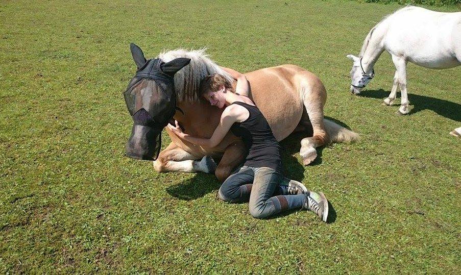 Haflinger Grynet (Kaldes Gry) billede 9