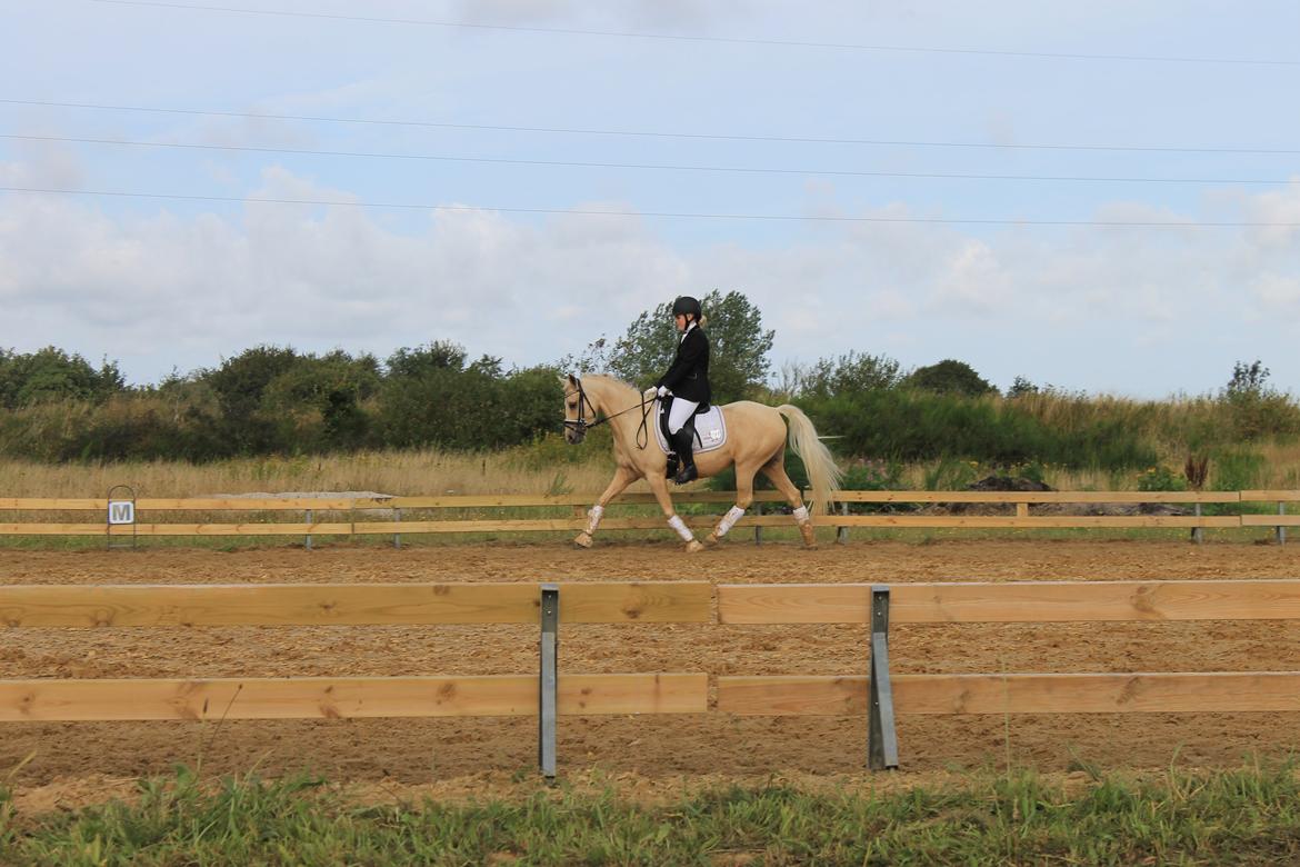 DSP Attention - VSRK d. 29/8-15 billede 2