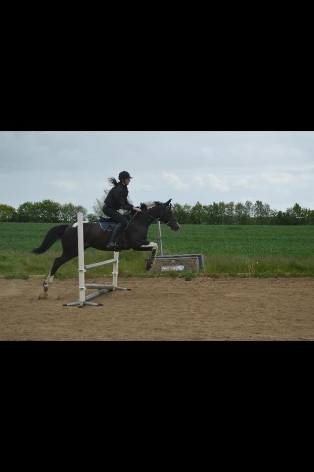 Amerikansk Paint Pony Expensive Spot - Dyrebar plet billede 2