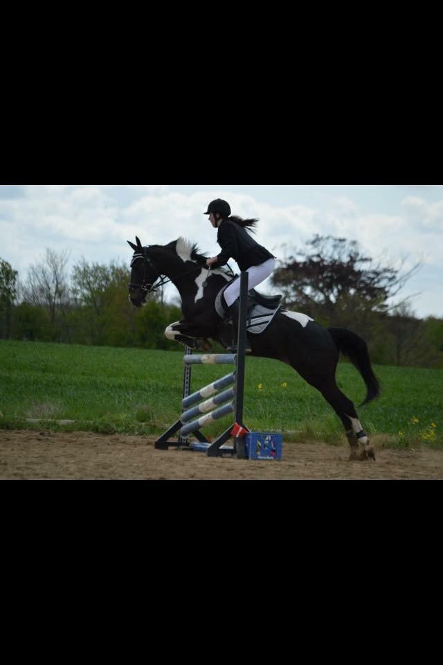 Amerikansk Paint Pony Expensive Spot - Dyrebar plet billede 3