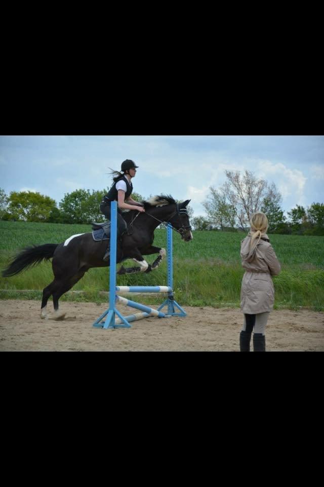 Amerikansk Paint Pony Expensive Spot - Dyrebar plet billede 18