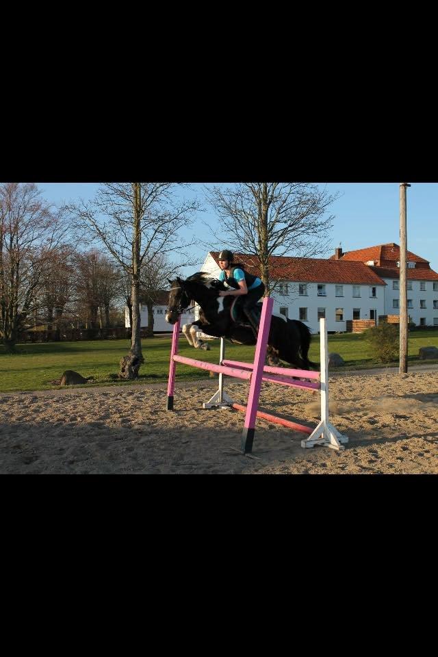 Amerikansk Paint Pony Expensive Spot - Dyrebar plet billede 15