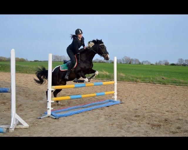 Amerikansk Paint Pony Expensive Spot - Dyrebar plet billede 10