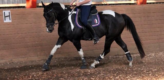 Amerikansk Paint Pony Expensive Spot - Dyrebar plet billede 20
