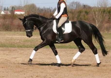 Trakehner | Linduc af Romeo billede 15