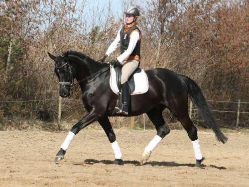 Trakehner | Linduc af Romeo billede 21