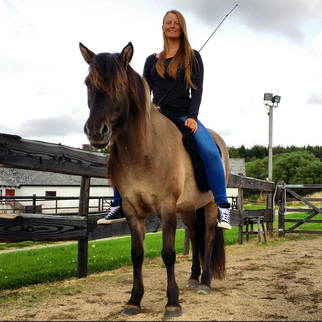 Islænder Sif frá Skarholt - 30/8-15  billede 14