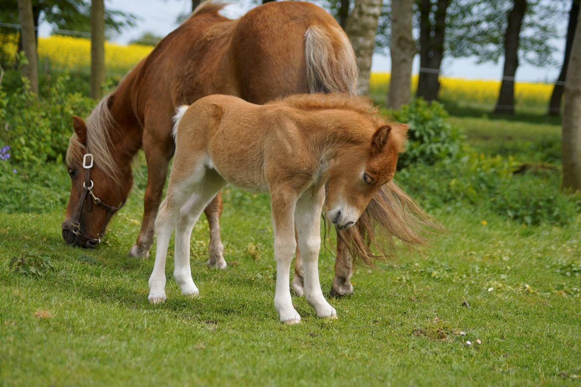 Shetlænder Dysagergaards Malaika - Se lige hvor fint jeg kan stå!! billede 6