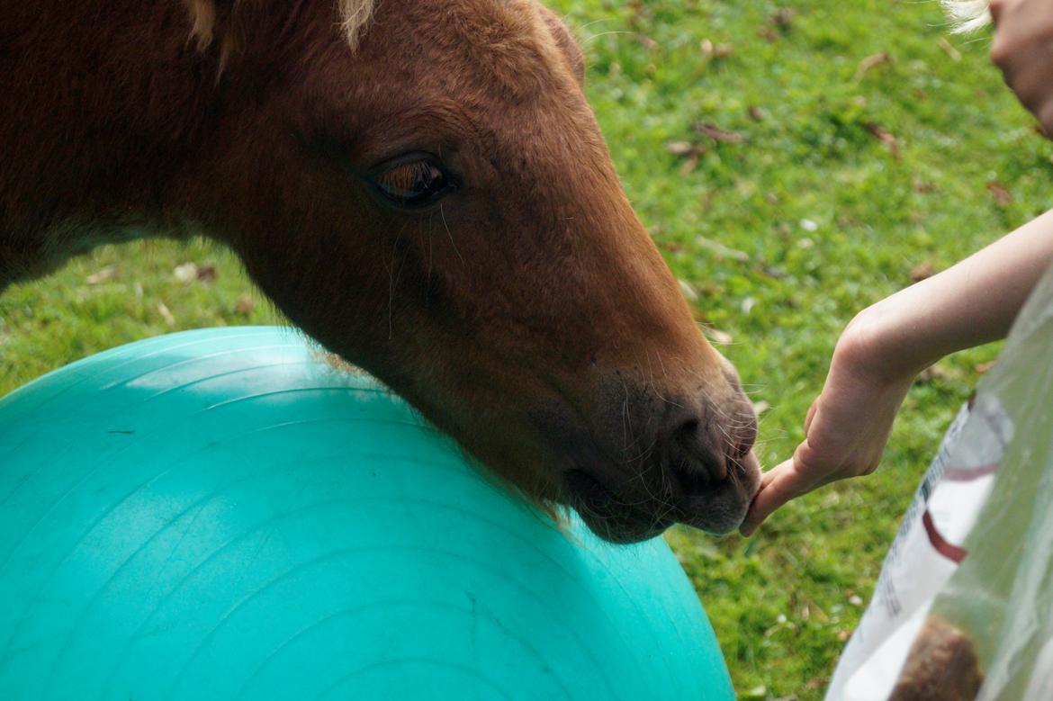 Shetlænder Dysagergaards Malaika billede 12