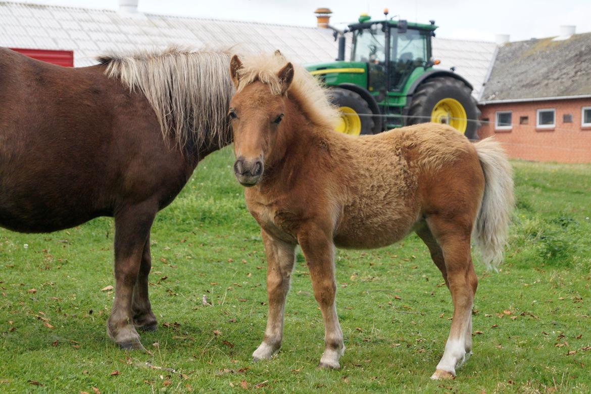 Shetlænder Dysagergaards Malaika - Smuksak <3 billede 16