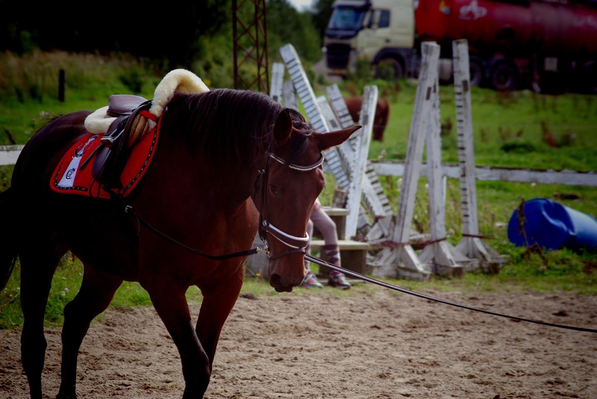 Traver Donna (prima Donna) billede 15