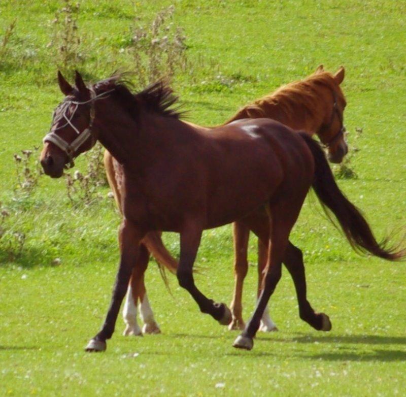 Traver Donna (prima Donna) billede 6