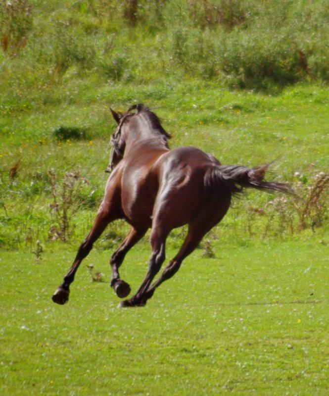 Traver Donna (prima Donna) billede 31