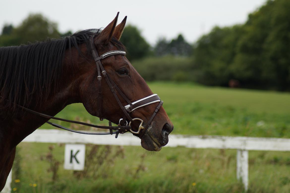 Traver Donna (prima Donna) billede 33