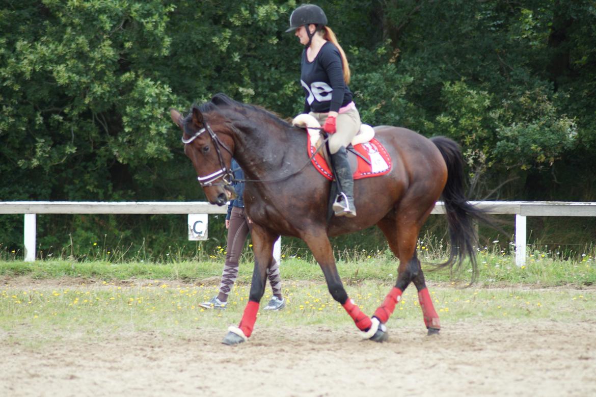 Traver Donna (prima Donna) billede 32