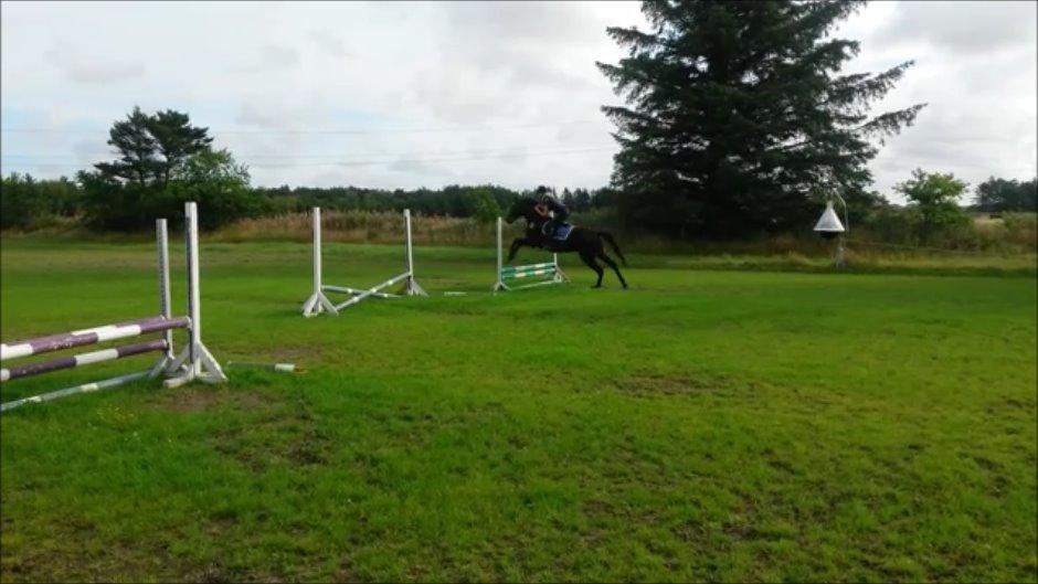 Anden særlig race Lundsmindes Nobell billede 5