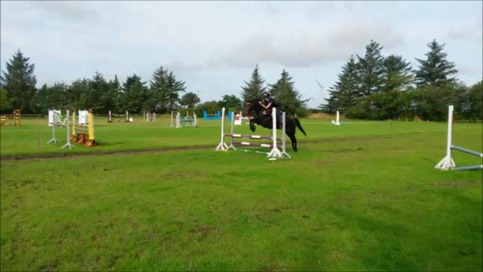 Anden særlig race Lundsmindes Nobell billede 10