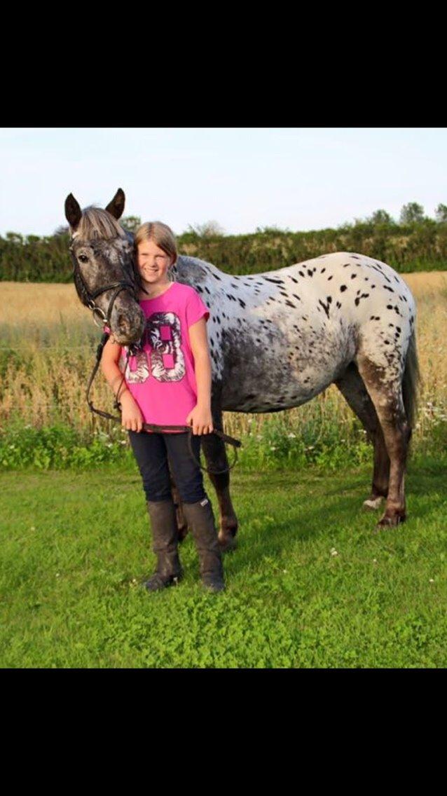 Anden særlig race Skyline billede 36