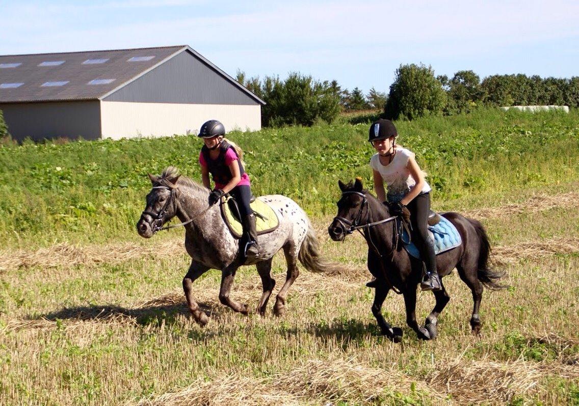 Anden særlig race Skyline billede 39