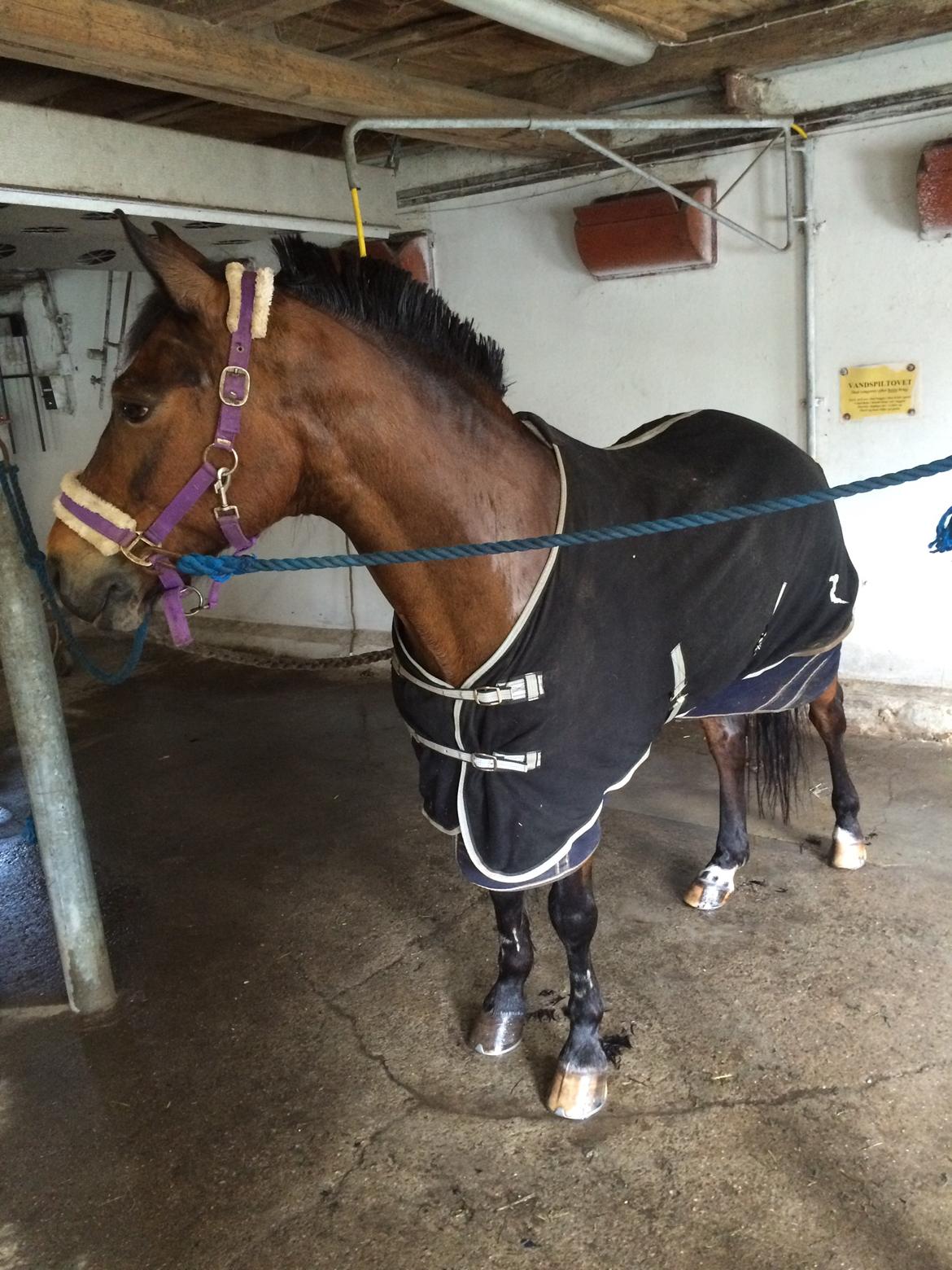 Connemara Disneys Fedtmule billede 7