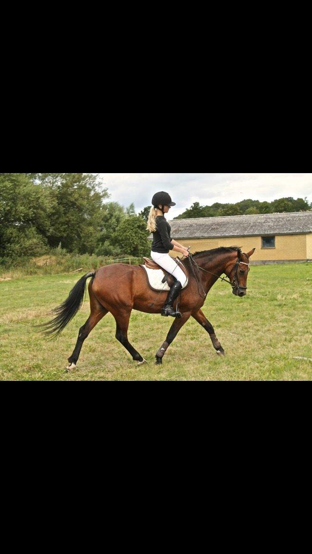 Connemara Disneys Fedtmule - Dressur hjemme hos Emilie :* billede 10