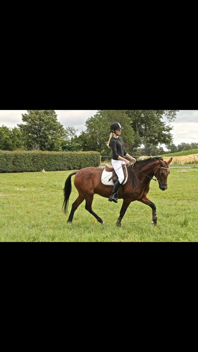 Connemara Disneys Fedtmule - Dressur hjemme hos Emilie :* billede 17