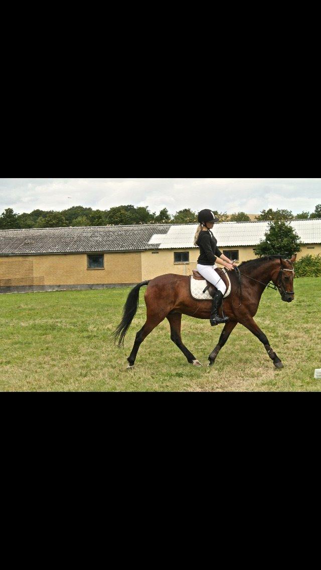 Connemara Disneys Fedtmule - Dressur hjemme hos Emilie :* billede 15
