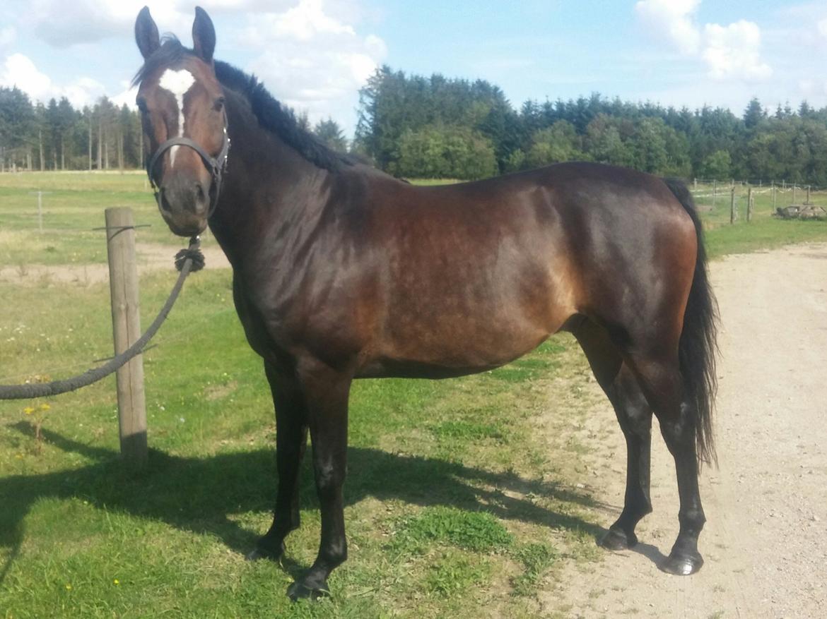 Tysk Varmblod Ramonas Saxo billede 28