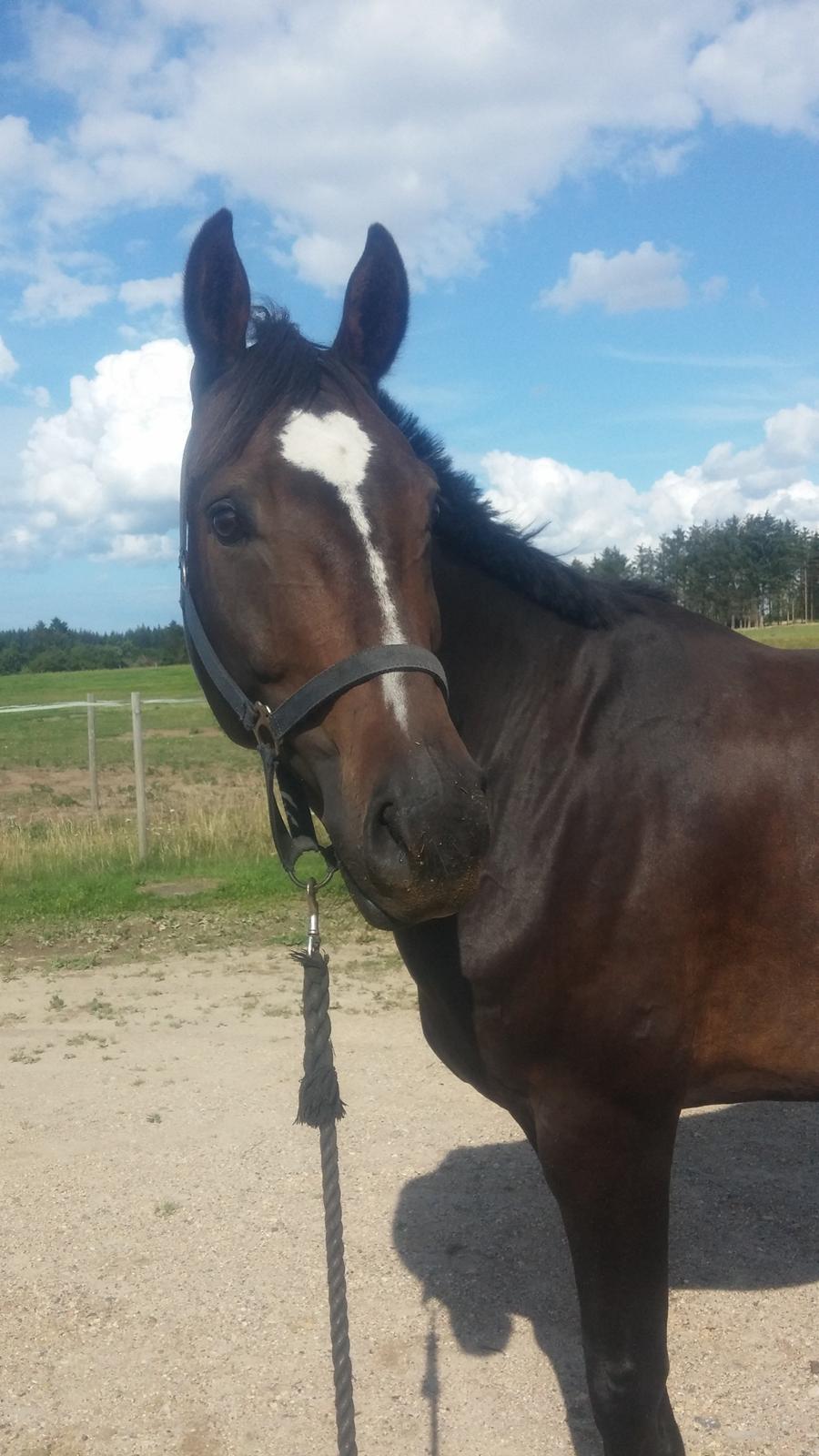 Tysk Varmblod Ramonas Saxo billede 29